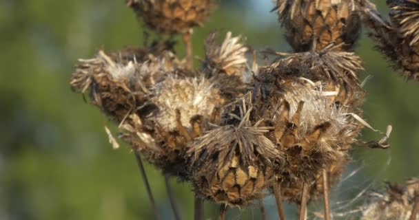 Plantas Medicinais Vagens Sementes Secas Sawwort Serratula Contém Ecdysteroid Balançam — Vídeo de Stock