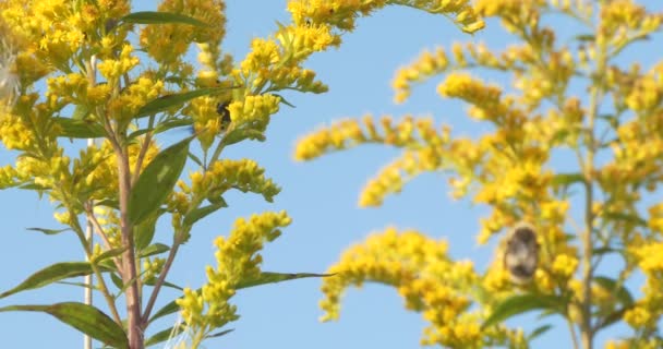 Волшебный Луг Домашняя Аптека Насекомые Опыляют Solidago Canadensis Цветы Мочегонное — стоковое видео