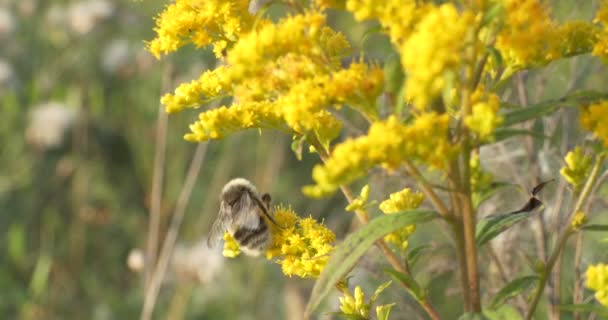 Prado Mágico Farmácia Caseira Insetos Polinizam Flores Solidago Canadensis Efeitos — Vídeo de Stock