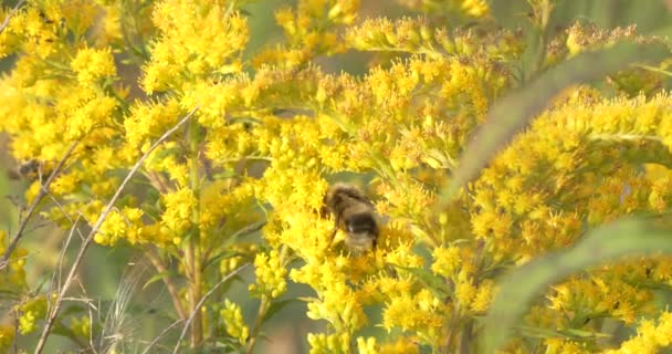 Prado Mágico Farmácia Caseira Insetos Polinizam Flores Solidago Canadensis Efeitos — Vídeo de Stock