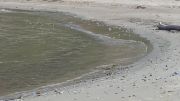 慢动作 Surf 透明的海浪在沙滩上流过 西伯利亚 奥布河 — 图库视频影像