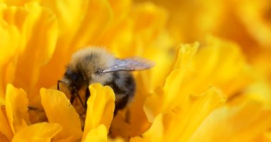 Makro, böcekler. Bir yaban arısı rüzgarda sallanan sarı çiçekte polen toplar. Sibirya.
