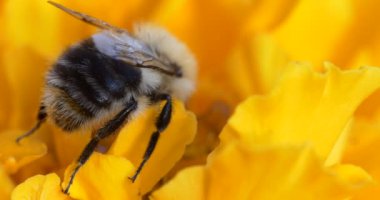 Makro, böcekler. Bir yaban arısı rüzgarda sallanan sarı çiçekte polen toplar. Sibirya.