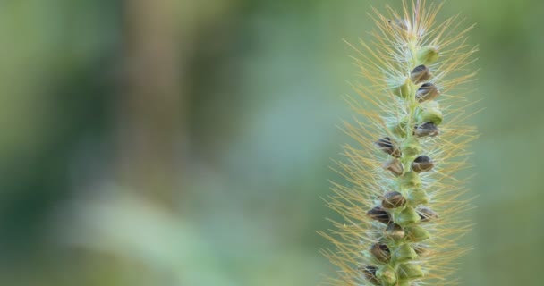 Stagioni Autunno Spiga Erba Ricoperta Semi Oscilla Dal Vento Nel — Video Stock