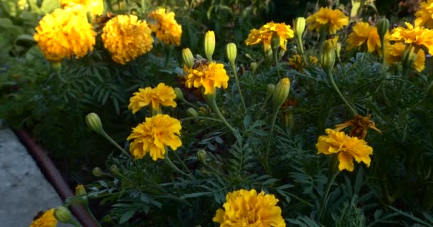Setembro Insetos Uma Abelha Canteiro Flores Senta Uma Flor Amarela — Vídeo de Stock