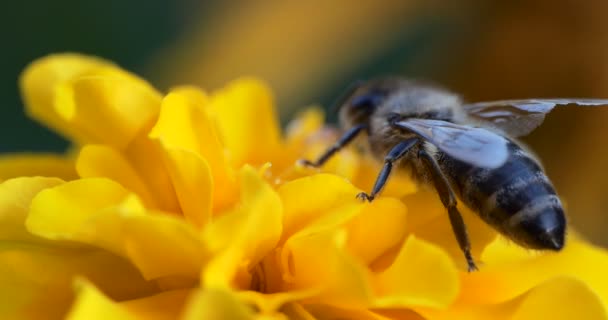 Macro Impollinazione Ape Raccoglie Nettare Fiori Gialli Fondo Verde Scuro — Video Stock