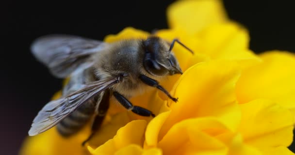 Μακρο Γονιμοποίηση Μέλισσα Συλλέγει Νέκταρ Κίτρινα Λουλούδια Σκούρο Πράσινο Φόντο — Αρχείο Βίντεο