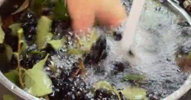 Ev konservesi. Konserve komposto hazırlamak için boğaz dutunu akan suyla yıkamak. Sibirya, yakın çekim.