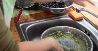 Ev konservesi. Ev hanımı konserve komposto yapmak için üzüm yıkar. Sibirya.
