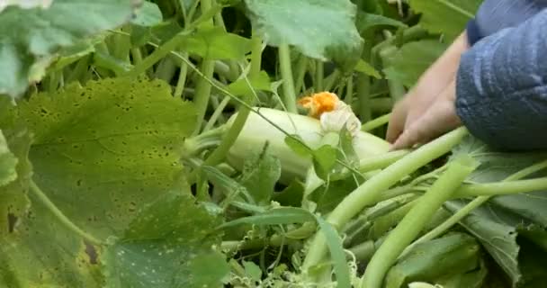 Bauernhof Ernte Ein Landarbeiter Zupft Eine Zucchini Die Herbst Reif — Stockvideo