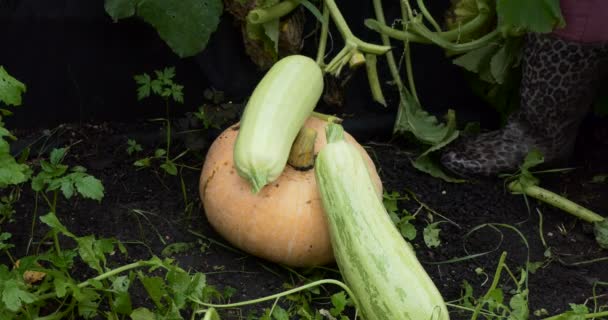 Bauernhof Ernte Ein Landarbeiter Sammelt Herbst Gereifte Kürbisse Und Zucchini — Stockvideo
