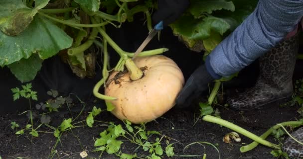 Bauernhof Ernte Ein Landarbeiter Schneidet Einen Herbst Reifen Kürbis Mit — Stockvideo