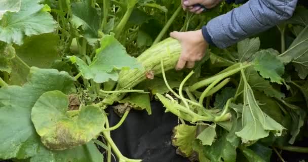 Bauernhof Ernte Ein Landarbeiter Zupft Eine Zucchini Die Herbst Reif — Stockvideo