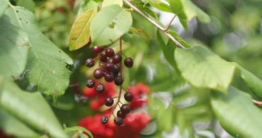 Ev eczanesi, yararlı bitkiler. Kırmızı kiraz (Virgin cherry) iltihap önleyici bir etkiye sahiptir. Sibirya 'da. Yakın plan..