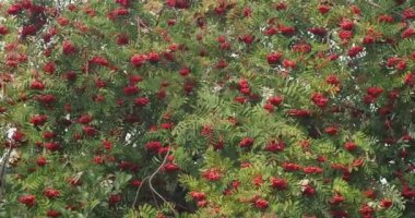 Ev eczanesi, yararlı bitkiler. Rüzgar, antihipertonik, hemostatik ve bağışıklık güçlendirici etkisi olan tıbbi bitki Mountain Ash ile dalları sallıyor. Sibirya.