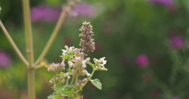 家庭药房有用的植物风使药用植物梅丽莎摇曳 具有抗炎 舒缓的作用 西伯利亚 — 图库视频影像
