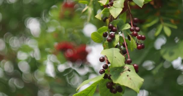 Домашня Аптека Корисні Рослини Червоні Вишневі Ягоди Virgin Cherry Мають — стокове відео