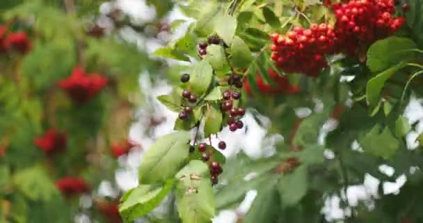 Huisapotheek Nuttige Planten Wind Zwaait Takken Met Trossen Geneeskrachtige Planten — Stockvideo