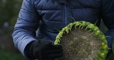 Çiftlik, hasat. İşçi bir ayçiçeğini eliyle tohum ile temizler ve yapraklarını sıkar. Yakın plan. Sibirya.