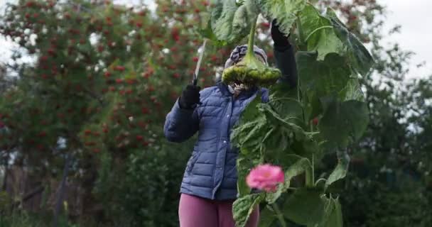 Φάρμα Συγκομιδή Ένας Αγρότης Μια Ηλικιωμένη Γυναίκα Κόβει Μια Μεγάλη — Αρχείο Βίντεο