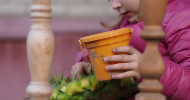 Çocuklar Işte Çiftlikteki Küçük Bir Çocuk Ayçiçeğinden Ayçekirdeği Alır Onları — Stok video