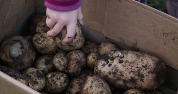 Ферма Урожай Руки Ребенка Касаются Свежих Картофельных Клубней Картонной Коробке — стоковое видео