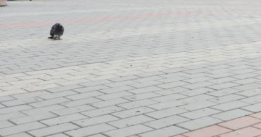 Şehirdeki kuşlar. Gri kiremitlerle kaplı bir meydanda oturan yalnız bir güvercinin yanından geçen insanların ayakları. Sibirya 'da. Ellerinle ateş et (elle tutuş)).