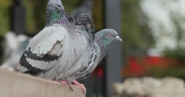 Şehirdeki kuşlar. Bir güvercin sürüsü, bir şehir parkında bir bankın arkasındaki ahşap bankta oturan üç güvercinin yanında uçuyor. Yakın plan. Ellerinle ateş et (elle tutuş)).