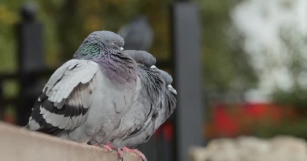 Birds in the city. Pigeons sit on a wooden back against the background of foliage in a city park. Close-up. Shooting with hands (hand-helding).