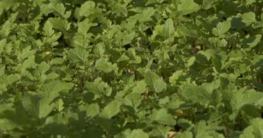 Çiftlik, organik. Fazelyanın genç yeşil yaprakları rüzgarda sallanıyor. Sibirya 'da. Yakın plan..