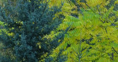 Mevsimler, sonbahar. Mançurya cevizinin güzel sarı yapraklarının arka planında mavi ladin dalları. Sibirya.