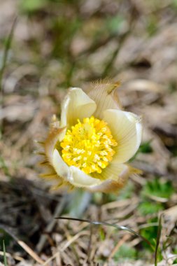 bahar çiçekleri çayır üzerinde