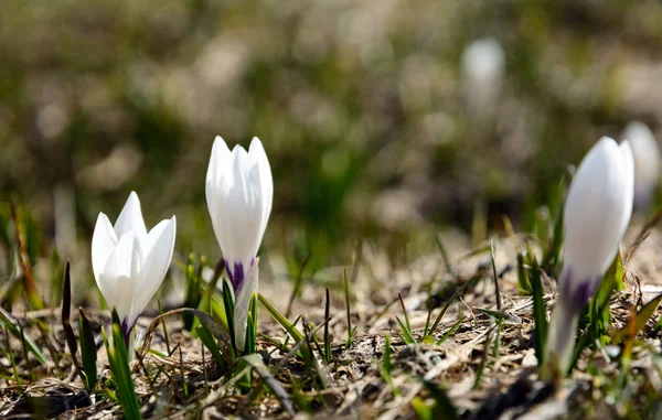 Bunga musim semi di padang rumput — Stok Foto