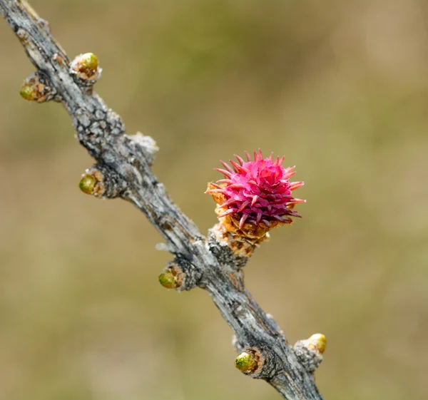Vrouwelijke bloem van Alpine lariks — Stockfoto