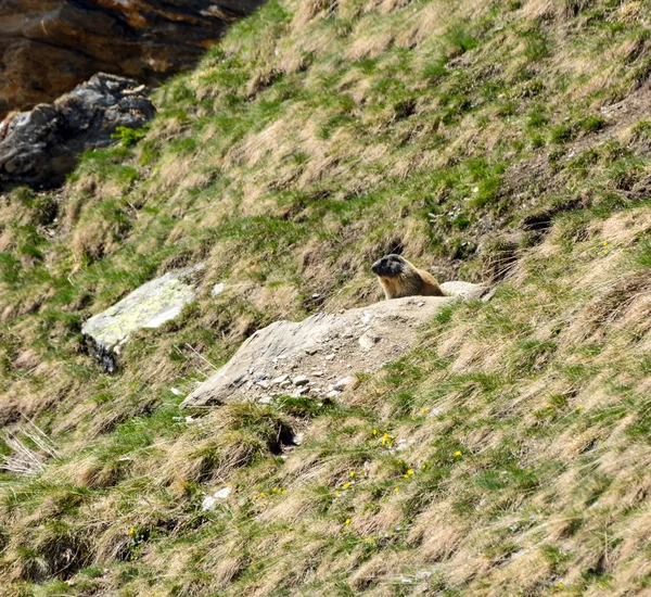 Marmotta alpina — Foto Stock