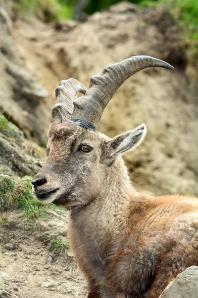 Steenbok van de Alpen — Stockfoto