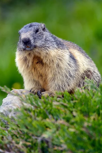 Nutria in nature — Stock Photo, Image