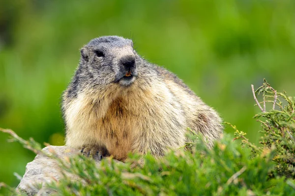 Nutria in nature — Stock Photo, Image