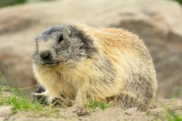 Nutria i naturen — Stockfoto