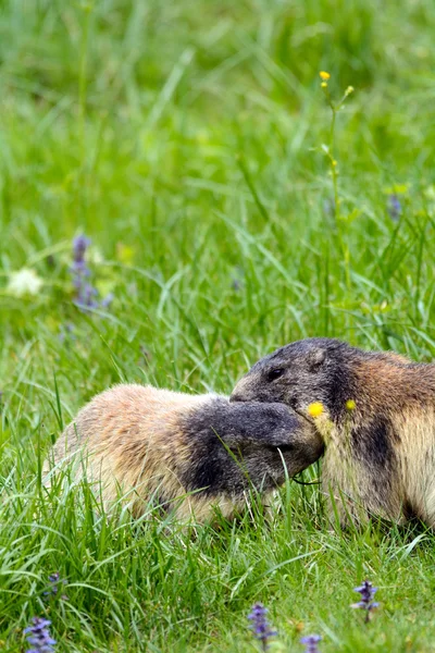 Marmotta alpina — Foto Stock