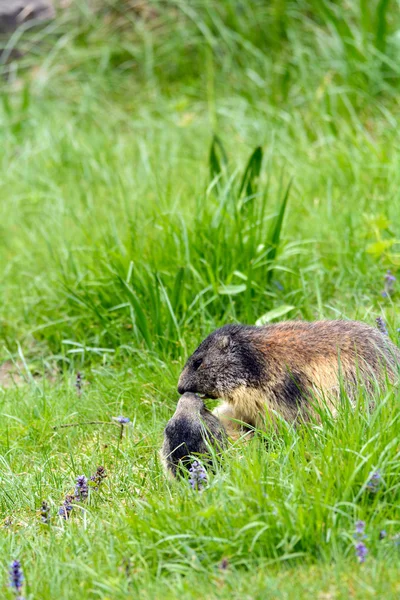 Marmot Alpen — Stok Foto