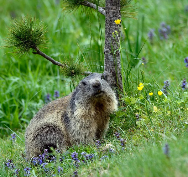 Nutria en la naturaleza — Foto de Stock