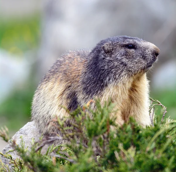 Nutria in der Natur — 图库照片