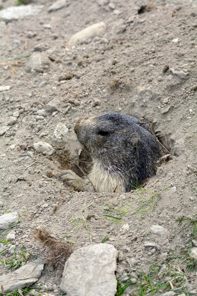 Nutria en la naturaleza — Foto de Stock