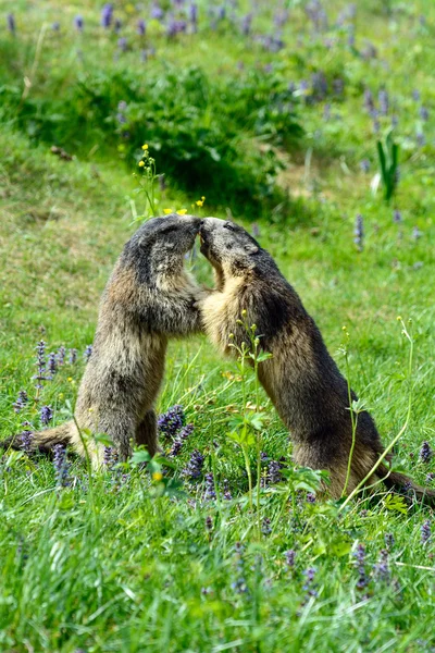 Marmota alpina — Fotografia de Stock