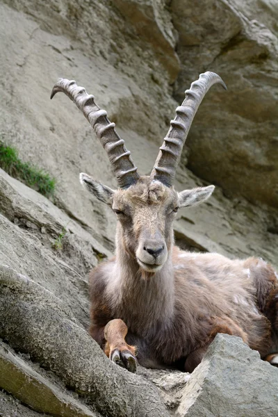 Ibex of the Alps — Stock Photo, Image