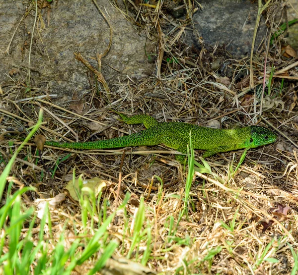 Grüne Eidechse — Stockfoto