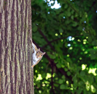Çalılar gri sincap