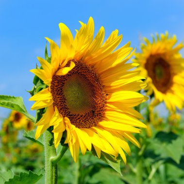 ayçiçekleri alanı