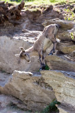 Genç dağ keçisi